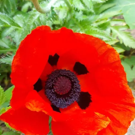 Im Kurfuerstlichen Zollamt Tangermünde