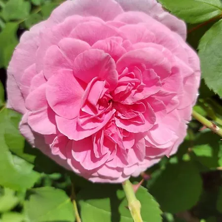 아파트 Im Kurfuerstlichen Zollamt