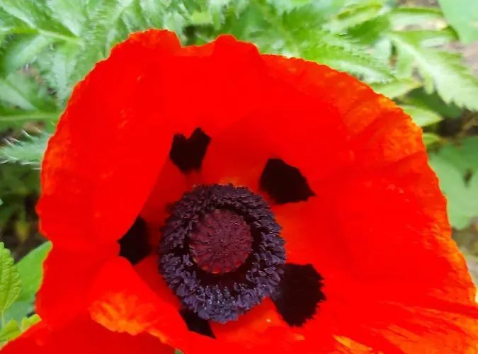 Im Kurfuerstlichen Zollamt Tangermünde